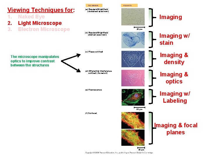 TECHNIQUE Viewing Techniques for: 1. 2. 3. Naked Eye Light Microscope Electron Microscope RESULTS