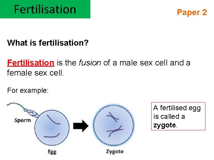 Fertilisation Paper 2 What is fertilisation? Fertilisation is the fusion of a male sex