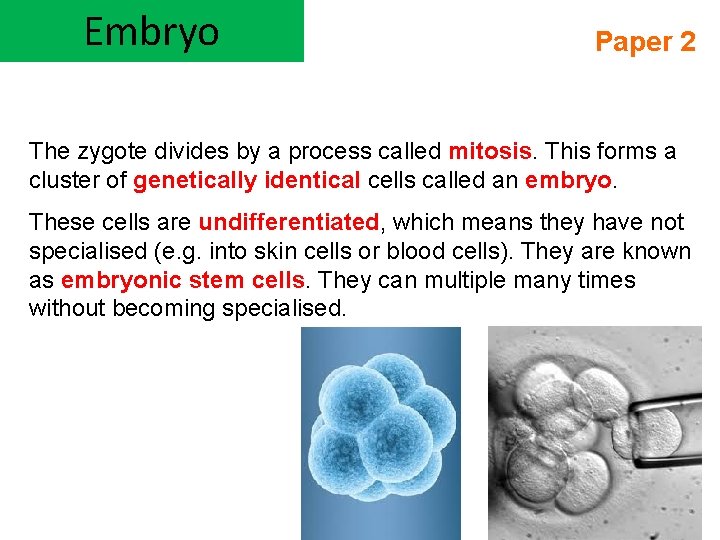 Embryo Paper 2 The zygote divides by a process called mitosis. This forms a