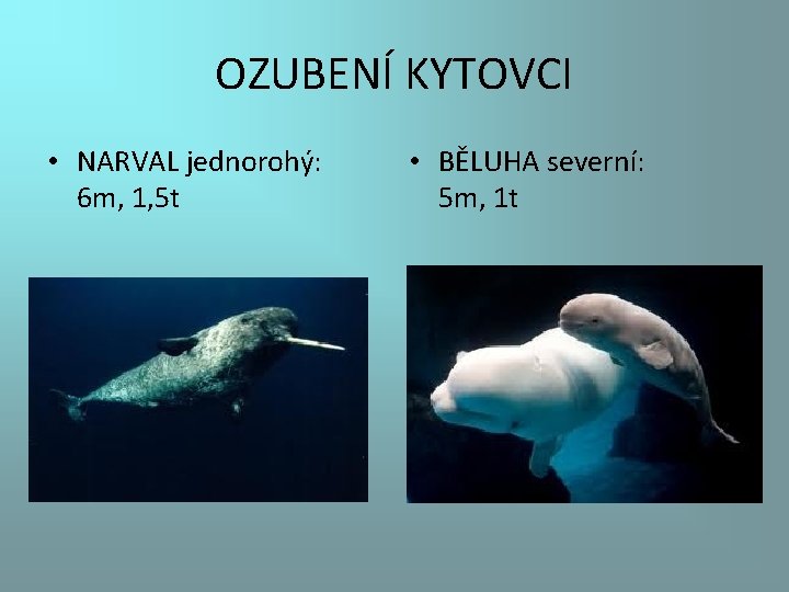 OZUBENÍ KYTOVCI • NARVAL jednorohý: 6 m, 1, 5 t • BĚLUHA severní: 5