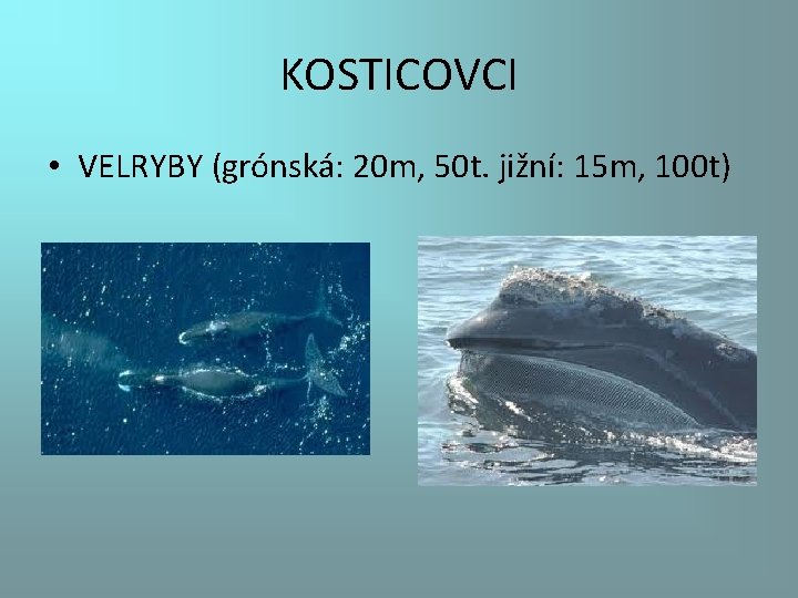 KOSTICOVCI • VELRYBY (grónská: 20 m, 50 t. jižní: 15 m, 100 t) 