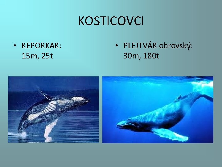 KOSTICOVCI • KEPORKAK: 15 m, 25 t • PLEJTVÁK obrovský: 30 m, 180 t