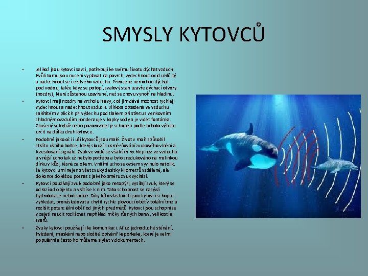 SMYSLY KYTOVCŮ • • • Jelikož jsou kytovci savci, potřebují ke svému životu dýchat