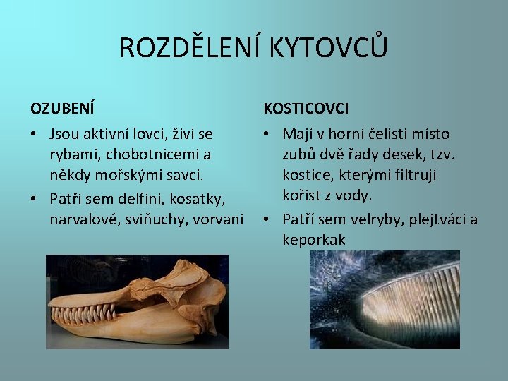 ROZDĚLENÍ KYTOVCŮ OZUBENÍ KOSTICOVCI • Jsou aktivní lovci, živí se rybami, chobotnicemi a někdy