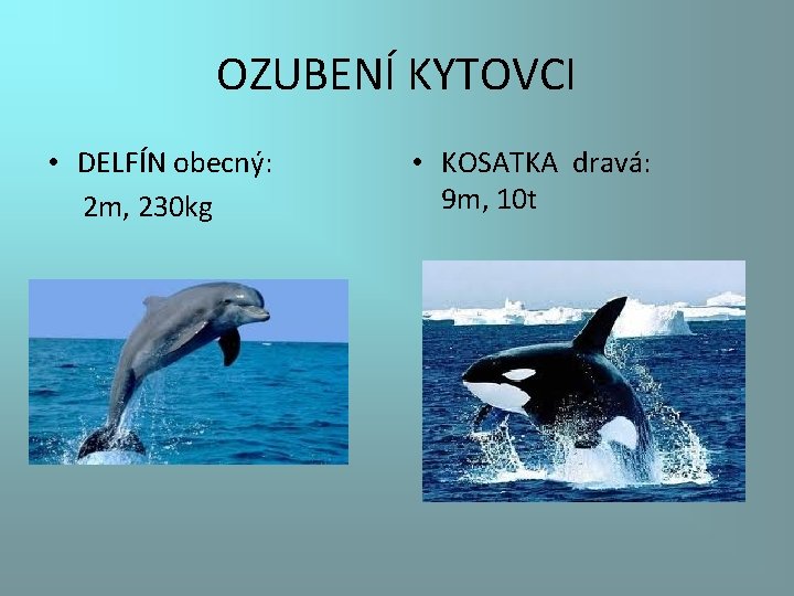 OZUBENÍ KYTOVCI • DELFÍN obecný: 2 m, 230 kg • KOSATKA dravá: 9 m,