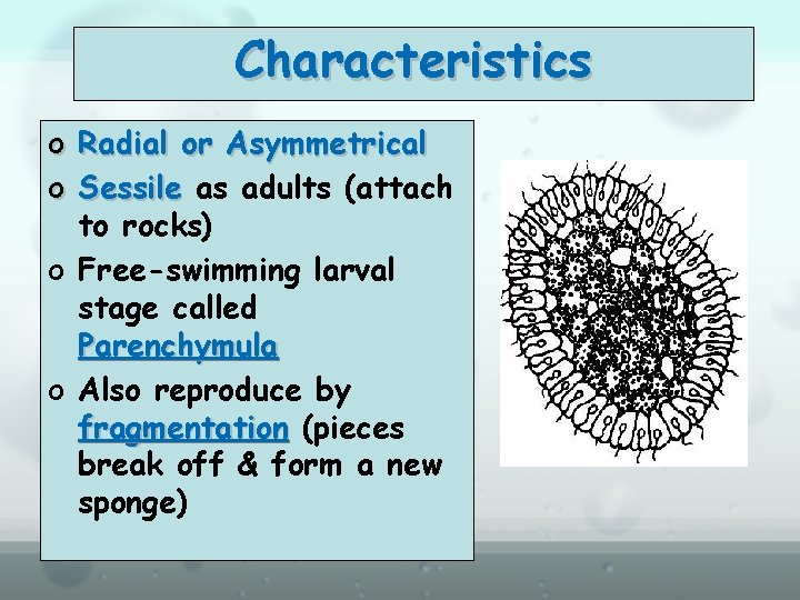 Characteristics o Radial or Asymmetrical o Sessile as adults (attach to rocks) o Free-swimming