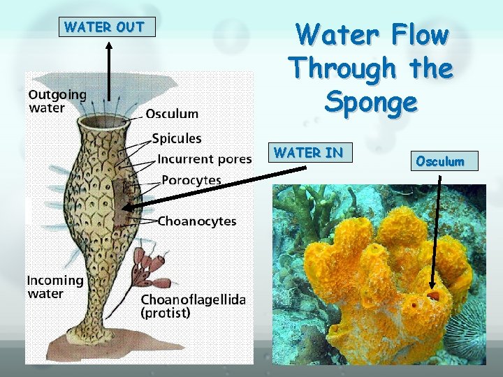 WATER OUT Water Flow Through the Sponge WATER IN Osculum 