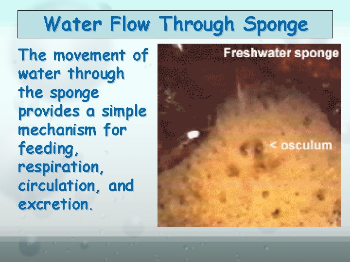 Water Flow Through Sponge The movement of water through the sponge provides a simple