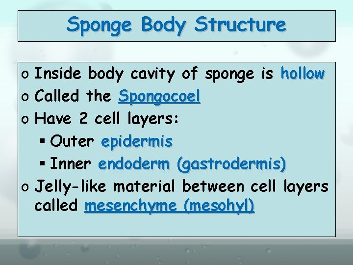 Sponge Body Structure o Inside body cavity of sponge is hollow o Called the