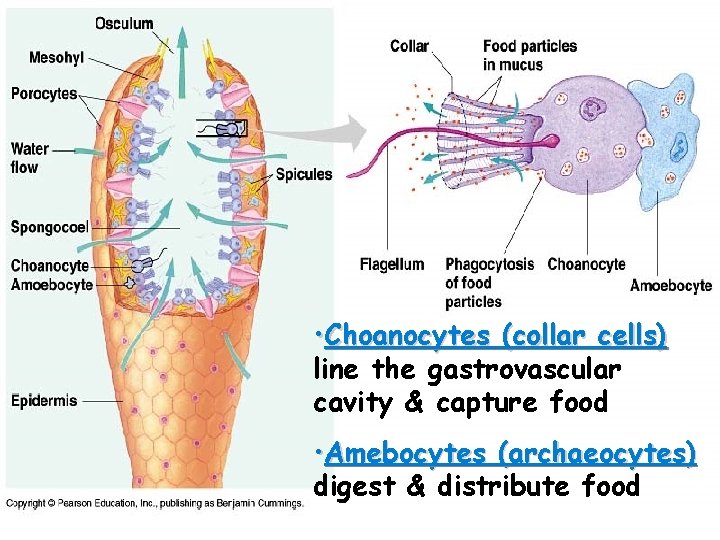  • Choanocytes (collar cells) line the gastrovascular cavity & capture food • Amebocytes