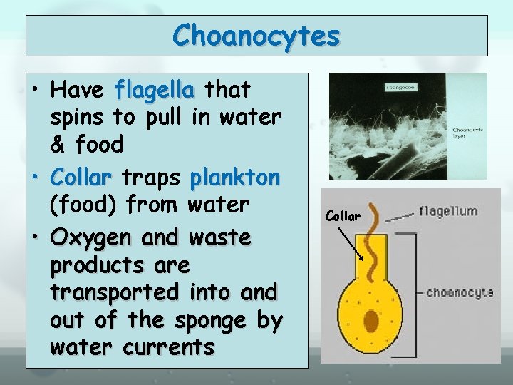 Choanocytes • Have flagella that spins to pull in water & food • Collar