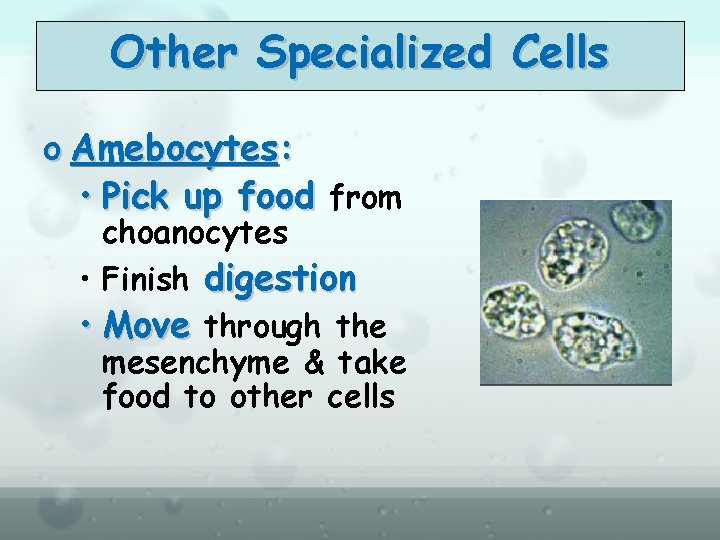 Other Specialized Cells o Amebocytes: • Pick up food from choanocytes • Finish digestion