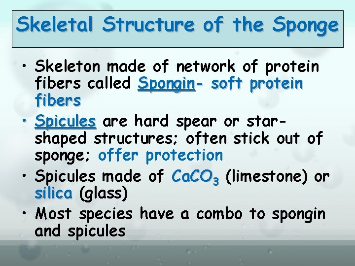 Skeletal Structure of the Sponge • Skeleton made of network of protein fibers called