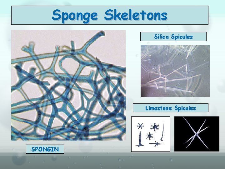 Sponge Skeletons Silica Spicules Limestone Spicules SPONGIN 