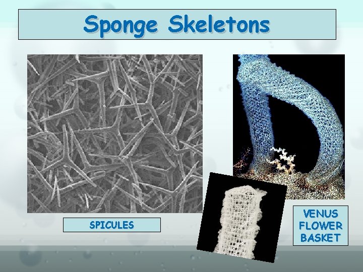 Sponge Skeletons SPICULES VENUS FLOWER BASKET 