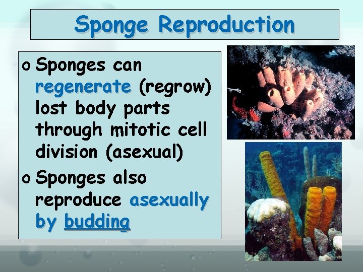 Sponge Reproduction o Sponges can regenerate (regrow) lost body parts through mitotic cell division