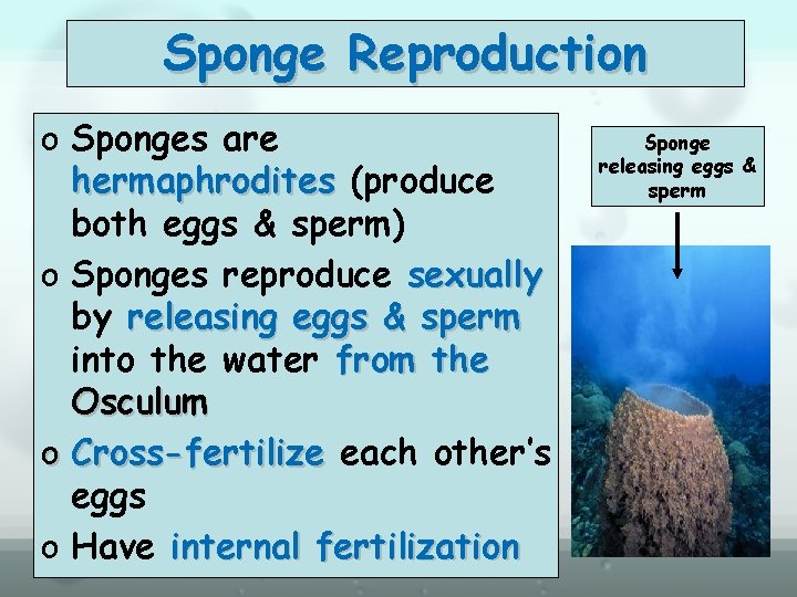 Sponge Reproduction o Sponges are hermaphrodites (produce both eggs & sperm) o Sponges reproduce