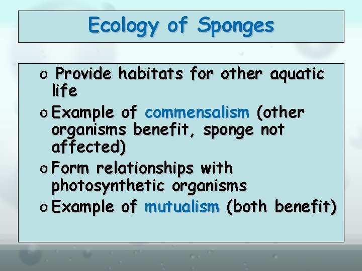Ecology of Sponges o Provide habitats for other aquatic life o Example of commensalism
