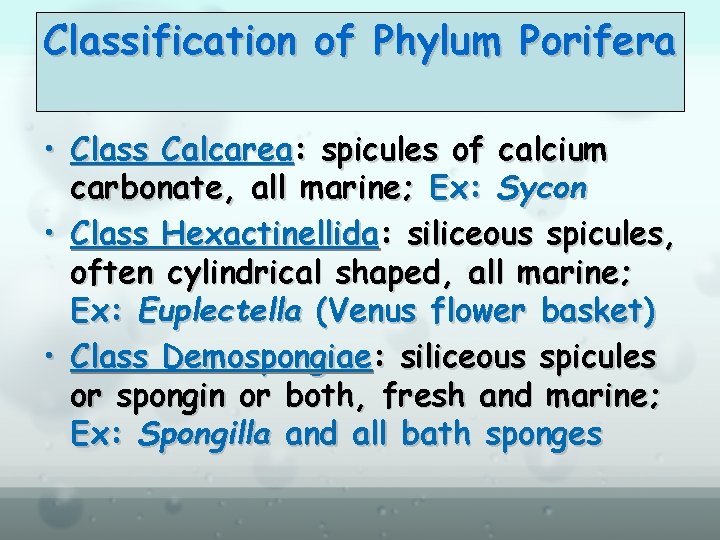 Classification of Phylum Porifera • Class Calcarea: spicules of calcium carbonate, all marine; Ex: