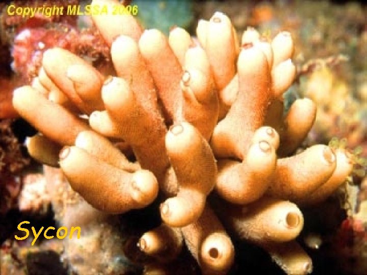 Phylum Porifera The Sponges Taxonomy Kingdom Animalia Subkingdom