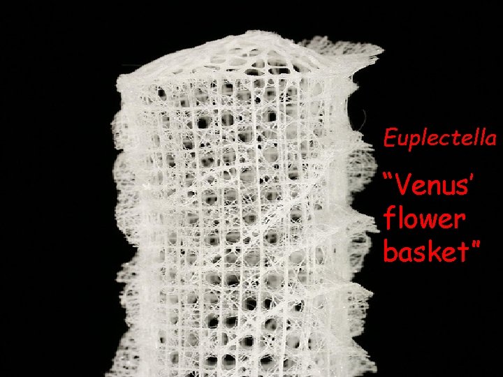 Euplectella “Venus’ flower basket” 