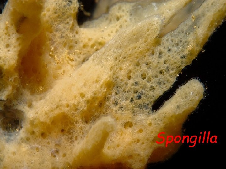 Spongilla 