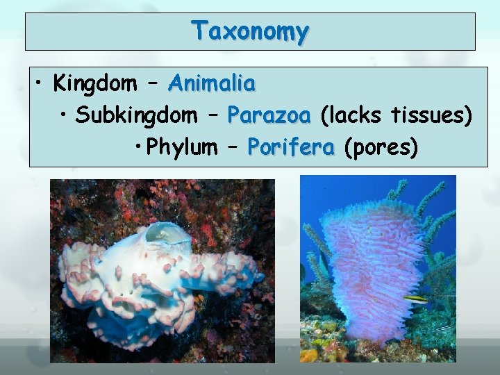 Taxonomy • Kingdom – Animalia • Subkingdom – Parazoa (lacks tissues) • Phylum –