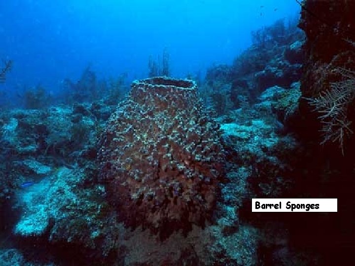 Barrel Sponges 