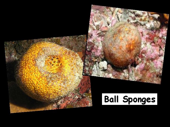 Ball Sponges 