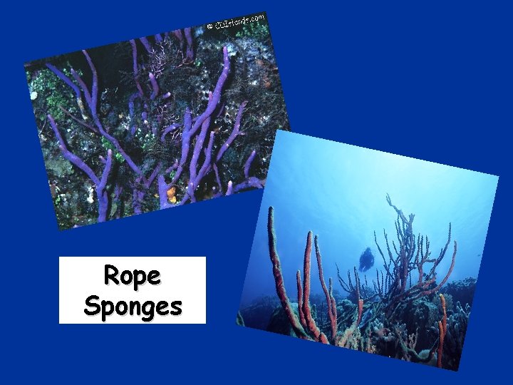 Rope Sponges 