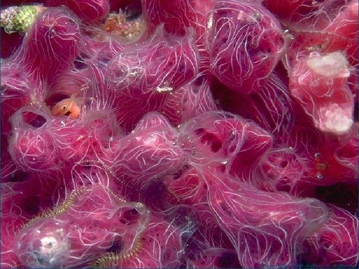 Phylum Porifera The Sponges Taxonomy Kingdom Animalia Subkingdom