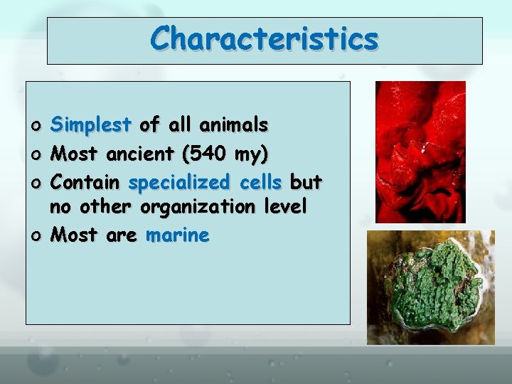 Characteristics o Simplest of all animals o Most ancient (540 my) o Contain specialized