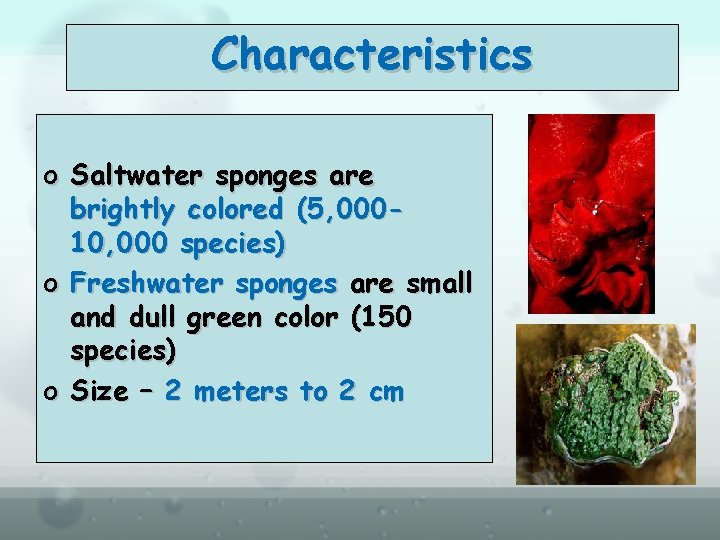 Characteristics o Saltwater sponges are brightly colored (5, 00010, 000 species) o Freshwater sponges