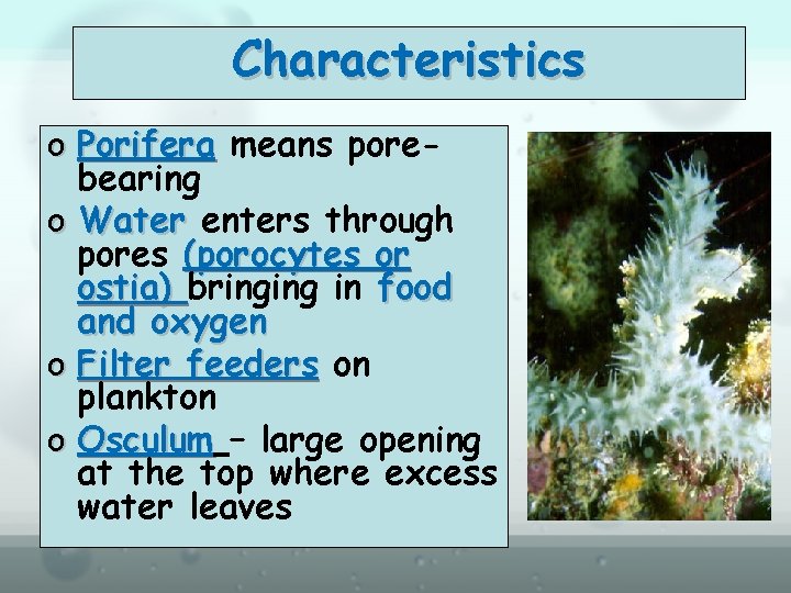 Characteristics o Porifera means porebearing o Water enters through pores (porocytes or ostia) bringing
