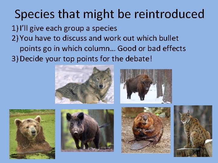 Species that might be reintroduced 1) I’ll give each group a species 2) You