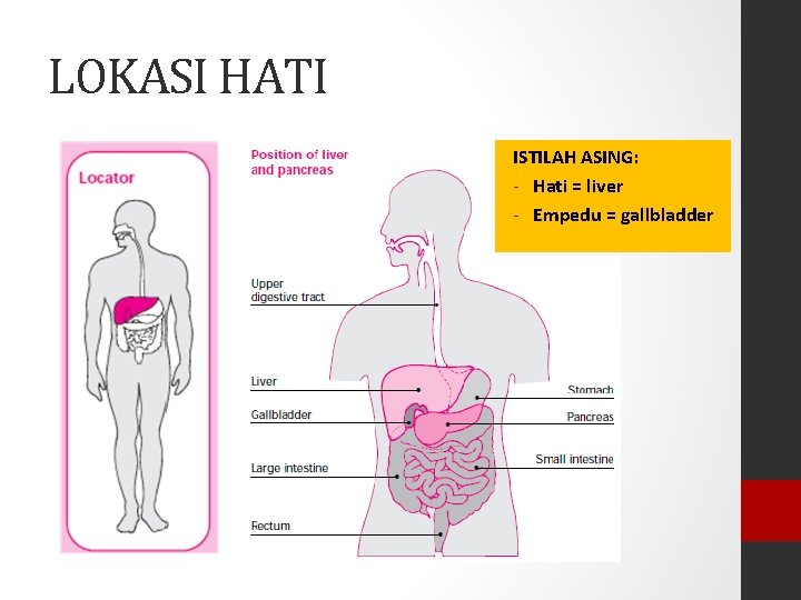 LOKASI HATI ISTILAH ASING: - Hati = liver - Empedu = gallbladder 