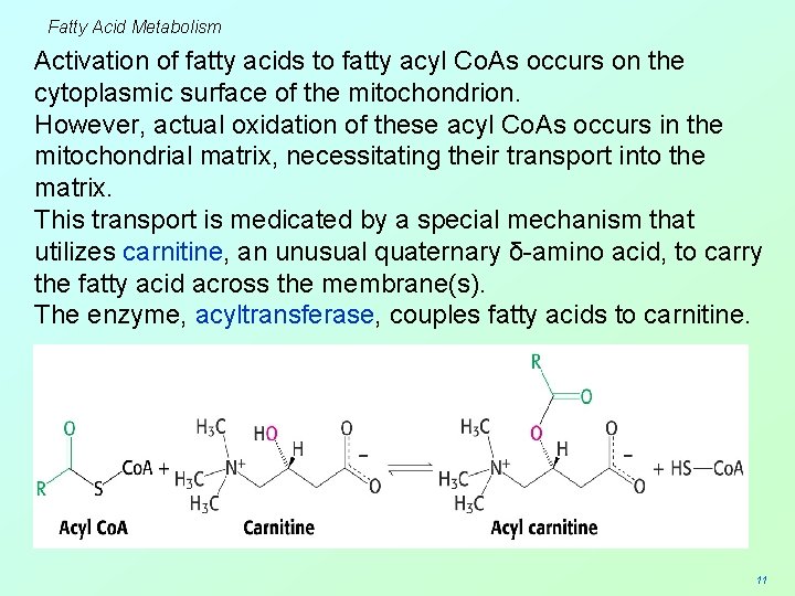 Fatty Acid Metabolism Activation of fatty acids to fatty acyl Co. As occurs on