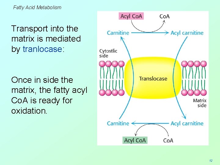 Fatty Acid Metabolism Transport into the matrix is mediated by tranlocase: Once in side