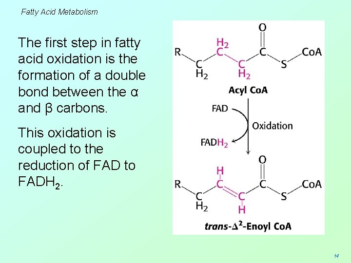 Fatty Acid Metabolism The first step in fatty acid oxidation is the formation of