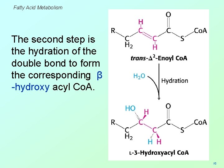 Fatty Acid Metabolism The second step is the hydration of the double bond to