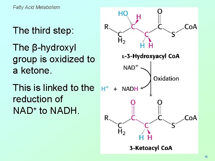 Fatty Acid Metabolism The third step: The β-hydroxyl group is oxidized to a ketone.