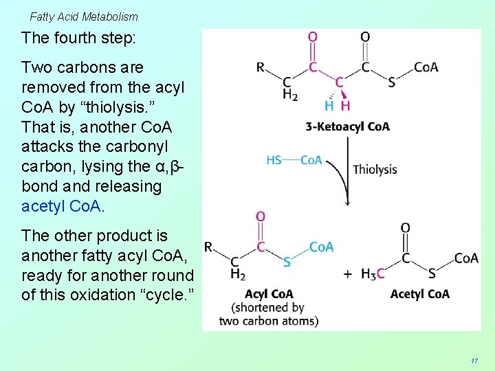 Fatty Acid Metabolism The fourth step: Two carbons are removed from the acyl Co.