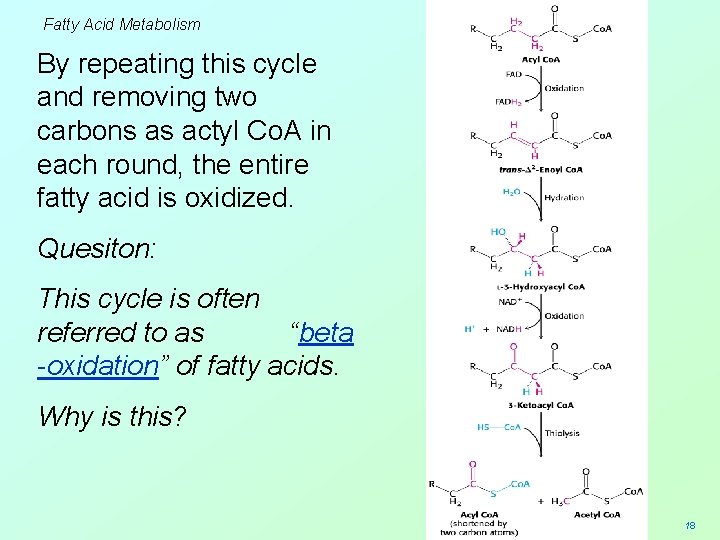 Fatty Acid Metabolism By repeating this cycle and removing two carbons as actyl Co.