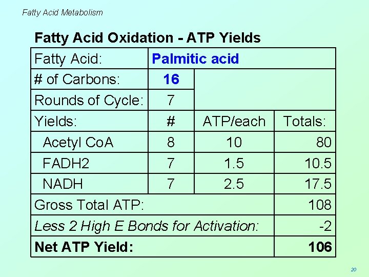 Fatty Acid Metabolism Fatty Acid Oxidation - ATP Yields Fatty Acid: Palmitic acid #