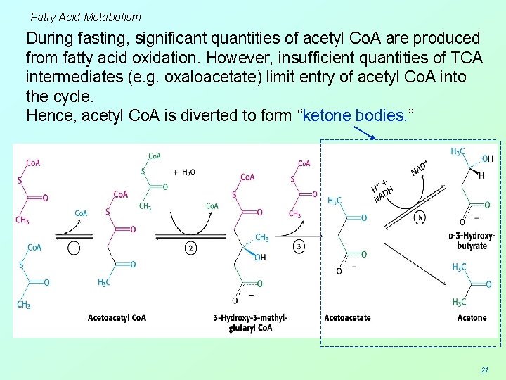 Fatty Acid Metabolism During fasting, significant quantities of acetyl Co. A are produced from