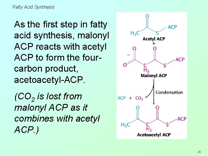 Fatty Acid Synthesis As the first step in fatty acid synthesis, malonyl ACP reacts