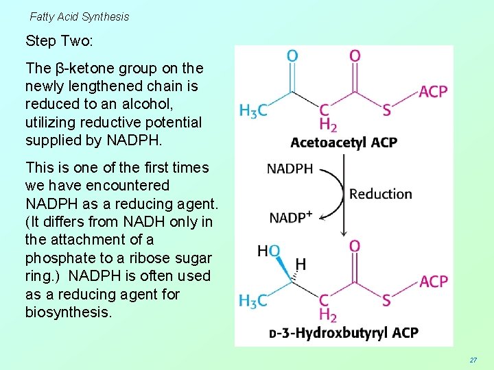 Fatty Acid Synthesis Step Two: The β-ketone group on the newly lengthened chain is