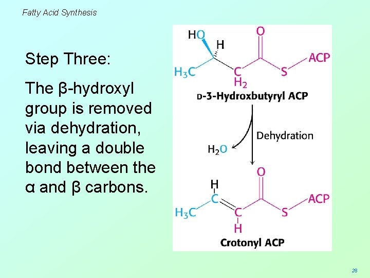 Fatty Acid Synthesis Step Three: The β-hydroxyl group is removed via dehydration, leaving a