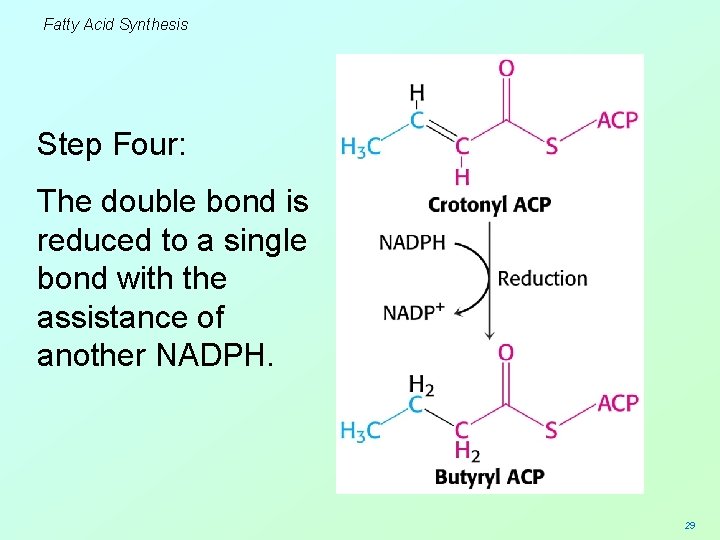 Fatty Acid Synthesis Step Four: The double bond is reduced to a single bond