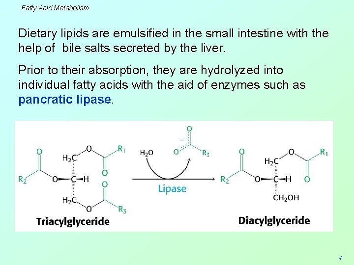 Fatty Acid Metabolism Dietary lipids are emulsified in the small intestine with the help